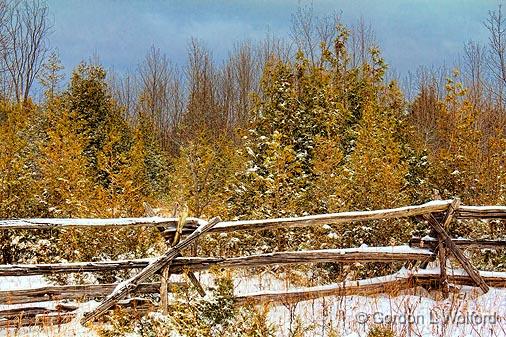 First Significant Snowfall 2011-12_19132.jpg - Photographed near Jasper, Ontario, Canada.